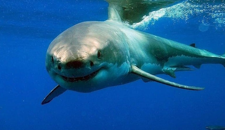 В соцсетях появилось видео с большой акулой у одного из пляжей Хургады-Новости туризма в России и мире